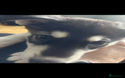 Siberian Husky dogs for sale: Lovely husky puppies, ready for new homes on 25/8 - Image 27