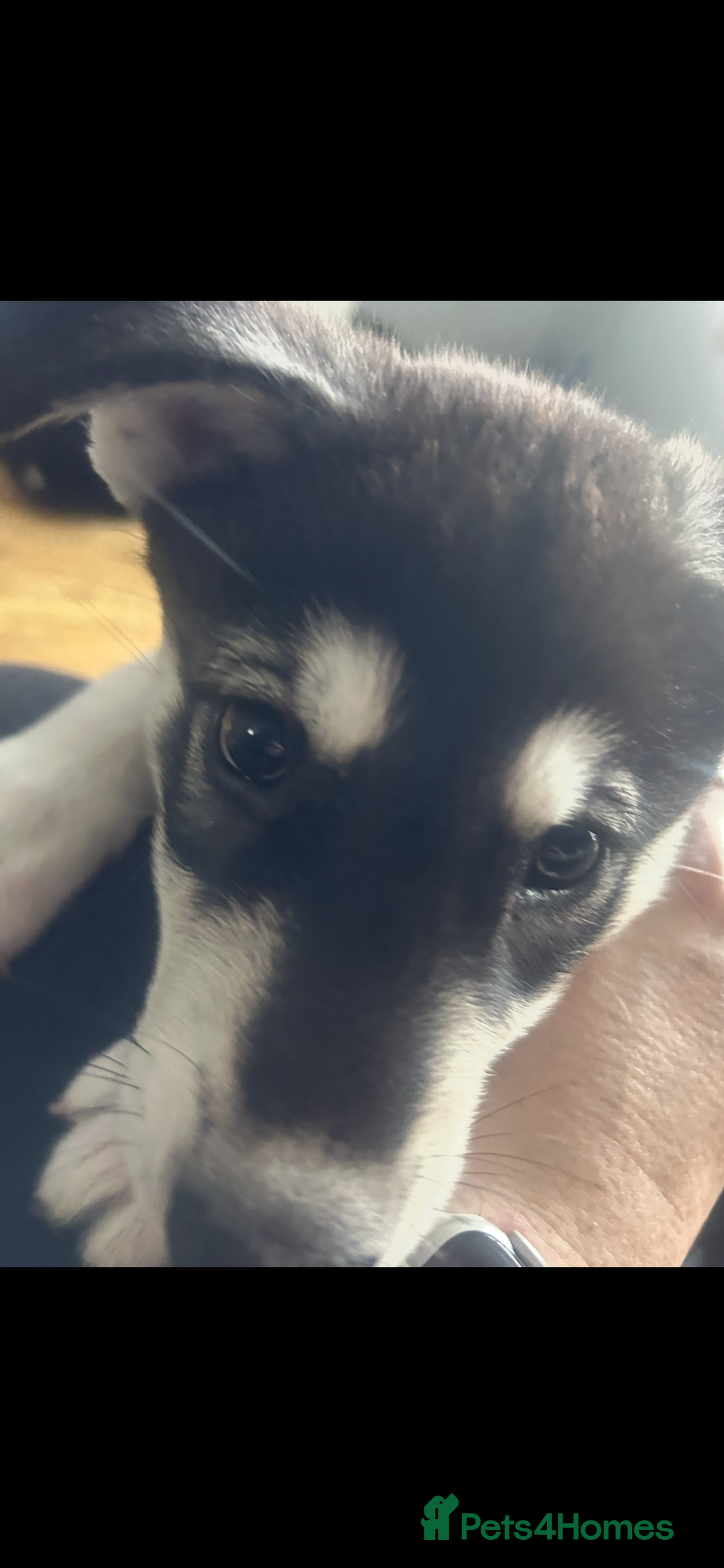 Siberian Husky dogs for sale: Lovely husky puppies, ready for new homes on 25/8 - Image 27