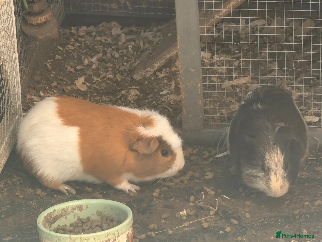Guinea Pig rodents for sale: 2 male guinea pigs with outdoor hutch and cage  in Ferndown - Advert 1