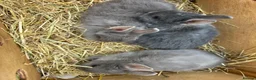 Netherland Dwarf rabbits for sale: Lovely Netherlands dwarf baby rabbits. - Advert 5