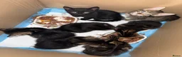 Domestic Shorthair cats for sale: 🐾 Adorable Kittens For Sale 🐈 🐈‍⬛ in London - Advert 4
