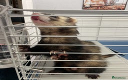 Ferret rodents for sale: unneutered 1 year old Hob Ferret, comes with cage  - Image 1