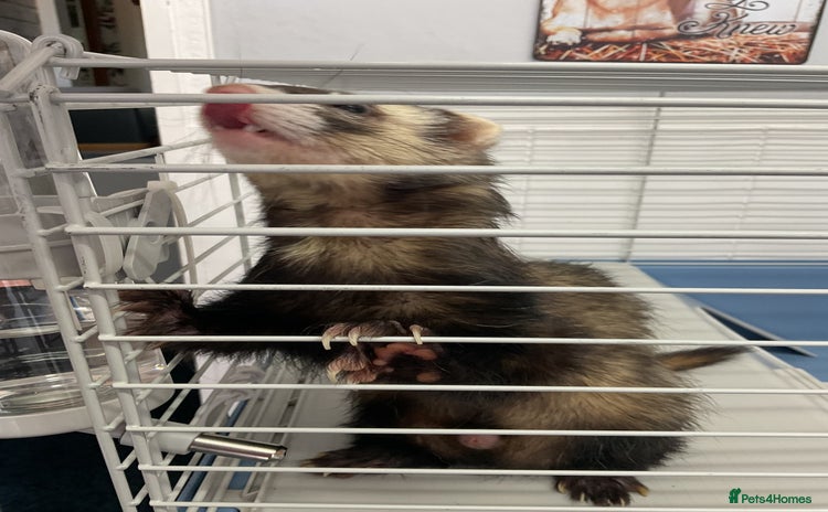 Ferret rodents - Advert 1