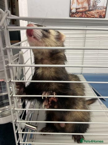 Ferret rodents - Advert 10