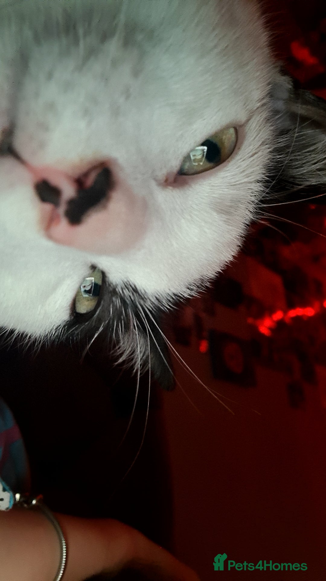 Domestic Shorthair cats for sale: jayjay  - Advert 1