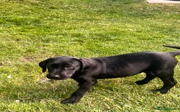 Labrador Retriever dogs for sale: KC Registered Black Labrador Pups 🐾 - Image 33