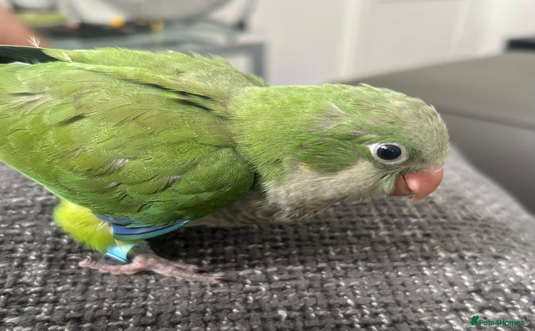 Parakeets birds - Advert 2