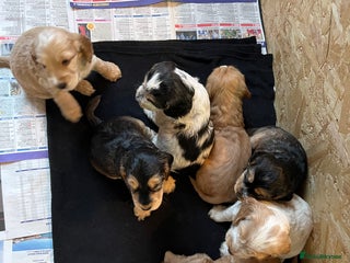 Cocker Spaniel dogs - Advert 25