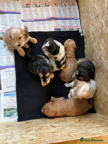 Cocker Spaniel dogs - Advert 1
