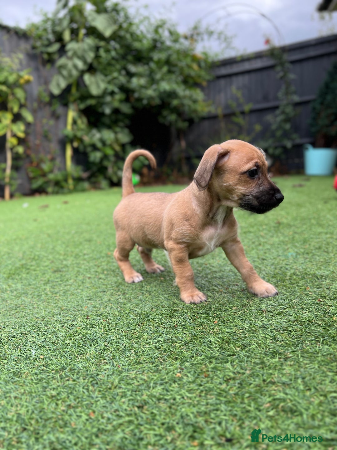 Mixed Breed dogs for sale: Cavapoo x Italian greyhound puppies  - Image 3