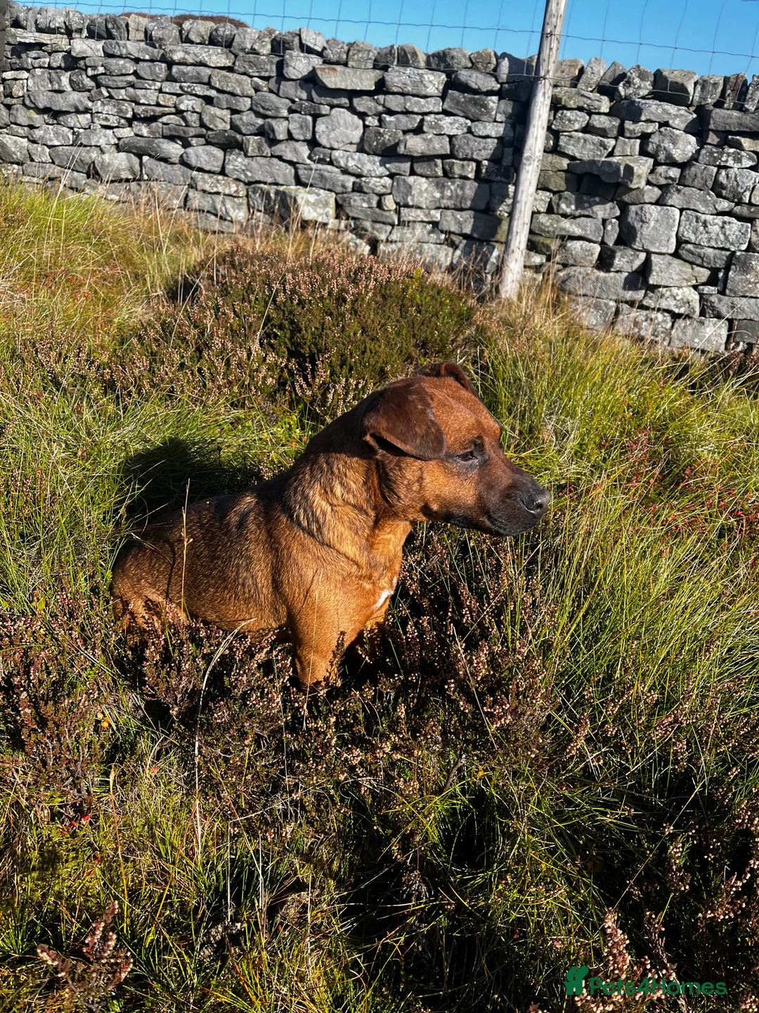 Patterdale Terrier dogs for stud: Super All Round Working Fell Terrier  in Hawes - Advert 10