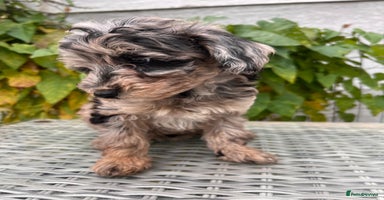 Maltipoo dogs - Advert 3