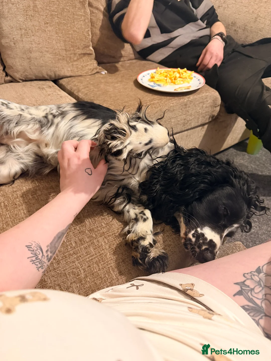 Cocker Spaniel dogs for sale: Cocker spaniel  - Advert 2