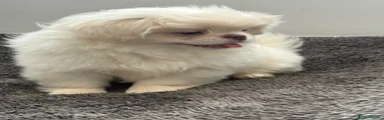 Pekingese 3