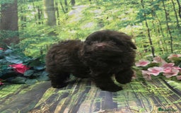 Pomapoo dogs for sale: 🩷ROSIE AND JIM💙 F1 POMAPOO BABIES - Image 3