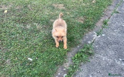 German Spitz dogs for sale: 4x Beautiful German Spitz Pomeranian Puppies  - Image 26
