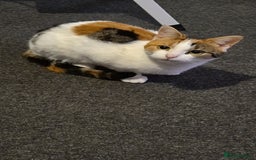 Mixed Breed cats for sale: Two cats needing urgent home6 - Image 2