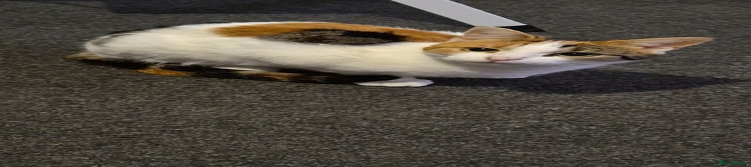 Mixed Breed Kitten 2