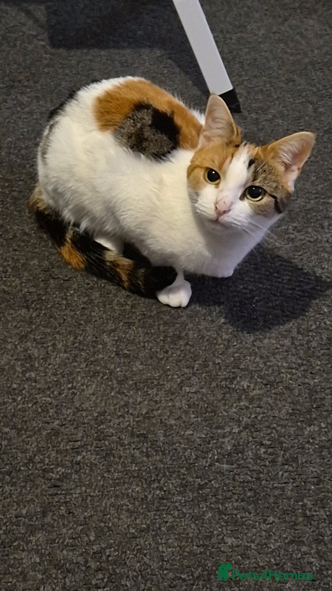 Mixed Breed cats for sale: Two cats needing urgent home6 - Image 2