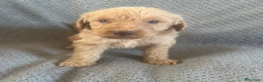 Labradoodle 8