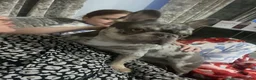 French Bulldog dogs for stud: French Bulldog For Stud in Liverpool - Advert 3