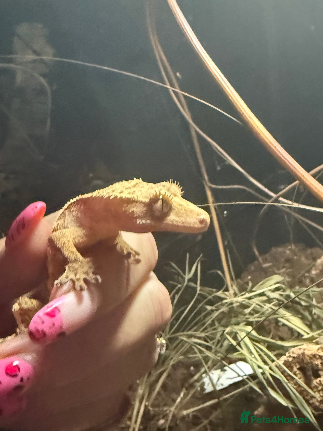Gecko reptiles for sale: Gecko and full bio active set up - Image 1