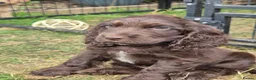 Cocker Spaniel dogs for sale: Cocker spaniel  in Yeovil - Advert 8