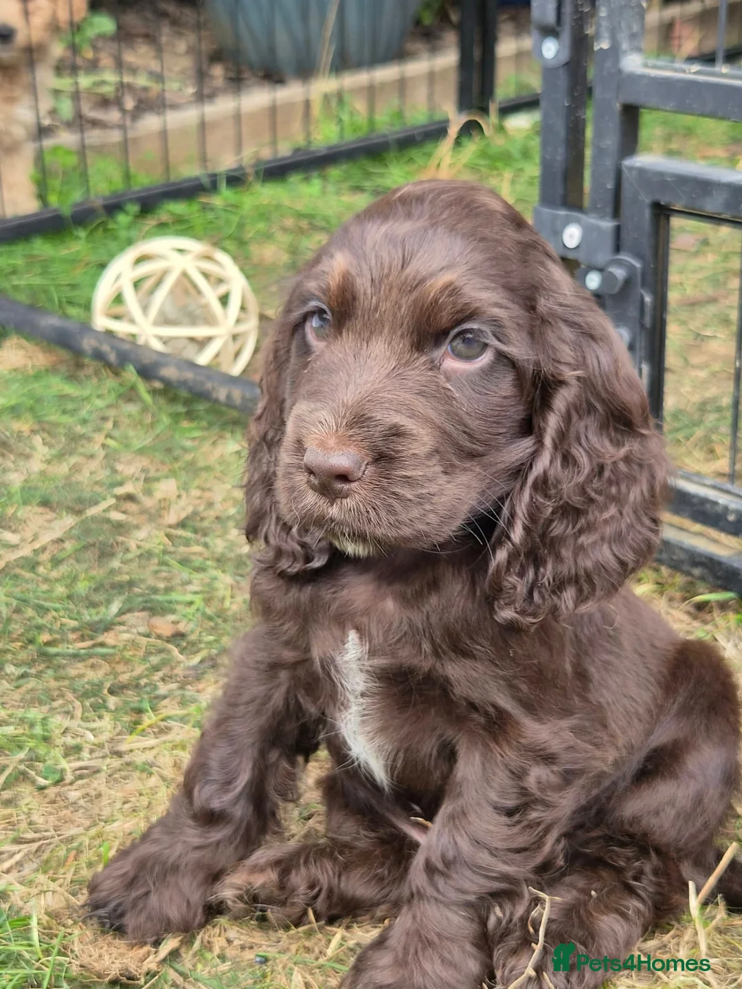 Cocker Spaniel dogs for sale: Cocker spaniel  in Yeovil - Advert 8