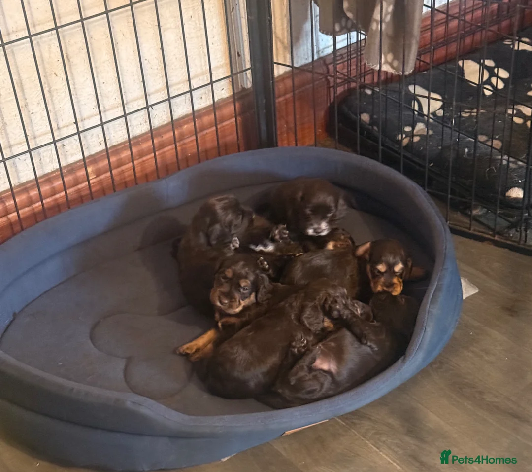 Cocker Spaniel dogs for sale: Stunning dna tested cocker spaniels  - Advert 12