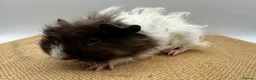 Guinea Pig rodents for sale: 2x Bonded Lunkarya Boars  - Advert 3