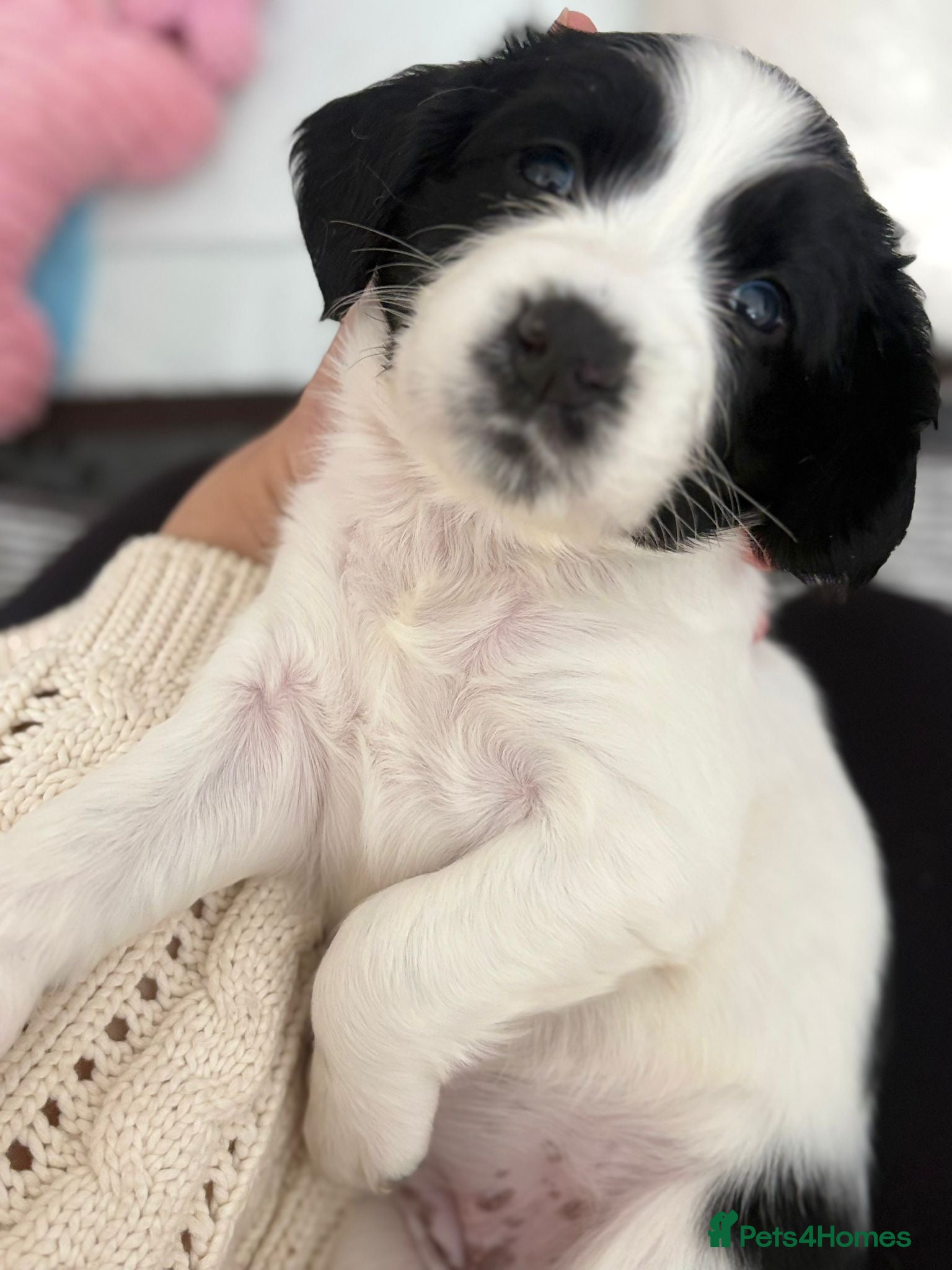 English Springer Spaniel dogs 4 weeks old🐶❤️AdorableSpringerSpanielPuppie 🐶❤️  - Advert 2