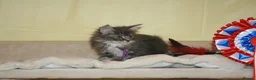 Maine Coon cats for sale: Gorgeous Maine Coon kittens from the Grand Cham - Advert 9