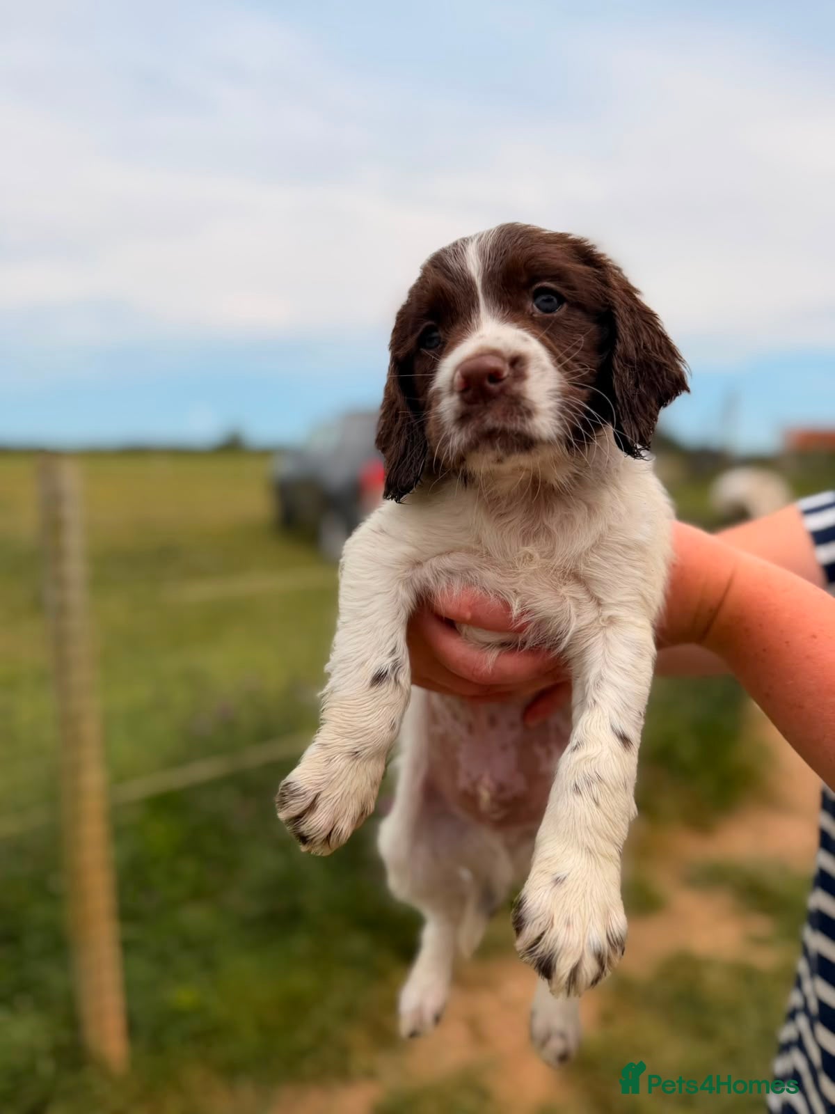 English Springer Spaniel dogs KC REG ENGLISH SPRINGER SPANIELS - Advert 18