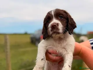 English Springer Spaniel dogs KC REG ENGLISH SPRINGER SPANIELS - Advert 4