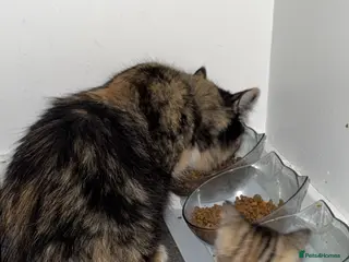 Mixed Breed cats 2 female kittens left!!! - Advert 1