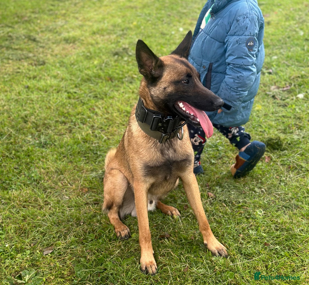 Belgian Shepherd Dog dogs for sale: 1 year old male malinois - Image 3