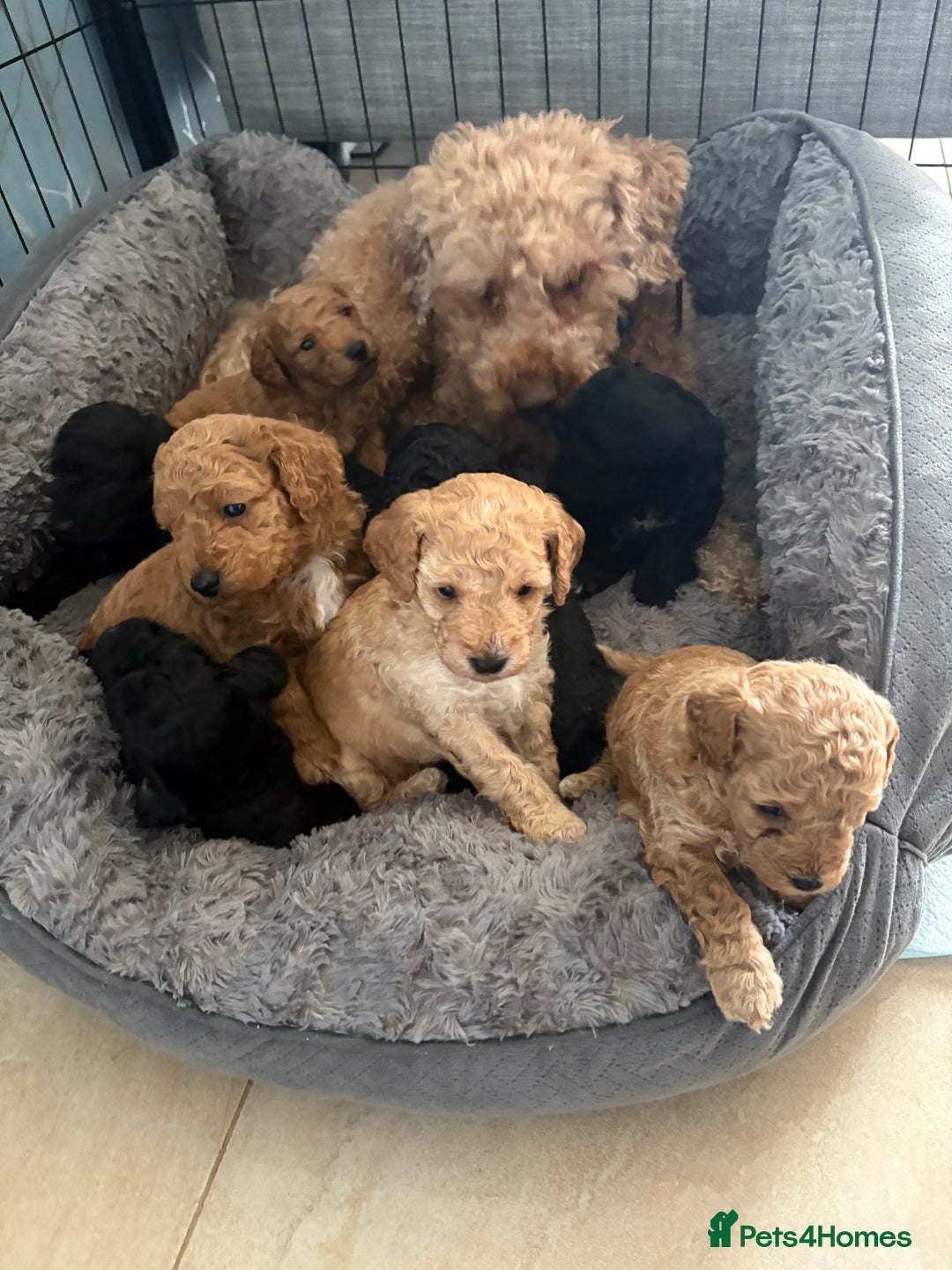 Cavapoo dogs for sale: Beautiful cavapoo puppies from a family home - Advert 4