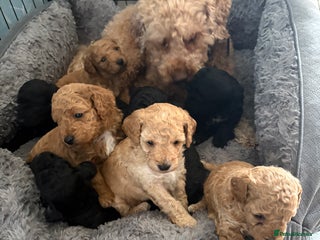 Cavapoo dogs Beautiful cavapoo puppies from a family home - Advert 4