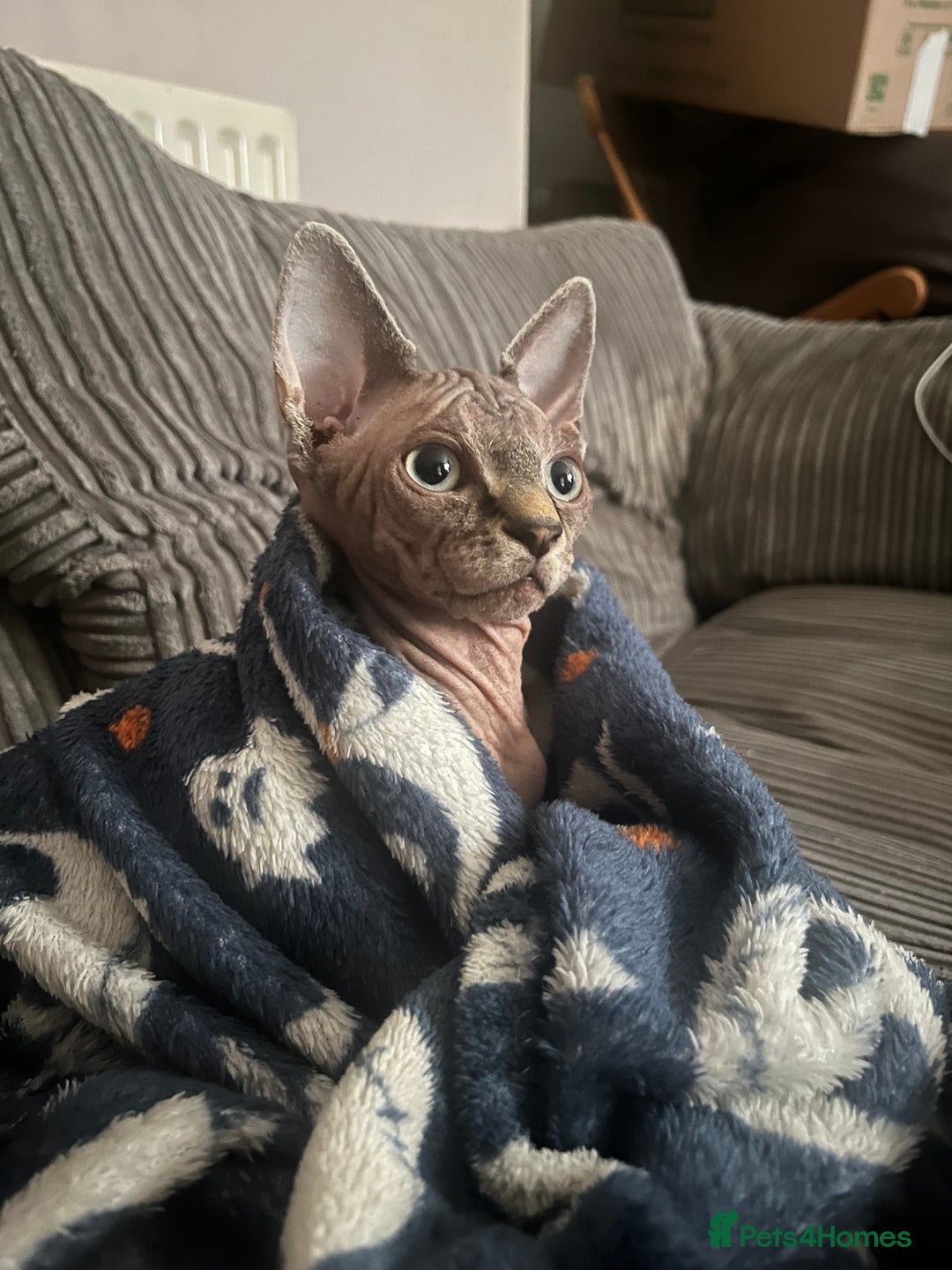Sphynx cats for sale: Beautiful male sphynx cat - Image 6