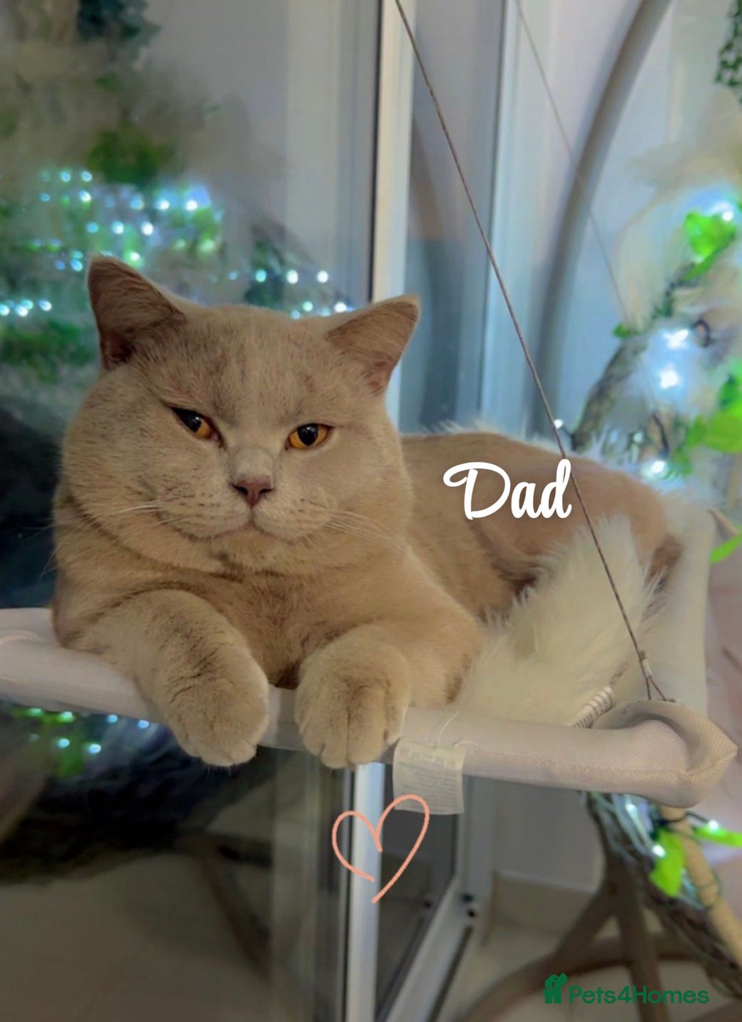 British Shorthair cats for sale: ✨Pure bred  chunky British shorthairs ✨ - Image 14