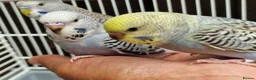 Budgerigars birds for sale: Super silly hand tamed baby budgies  - Advert 21