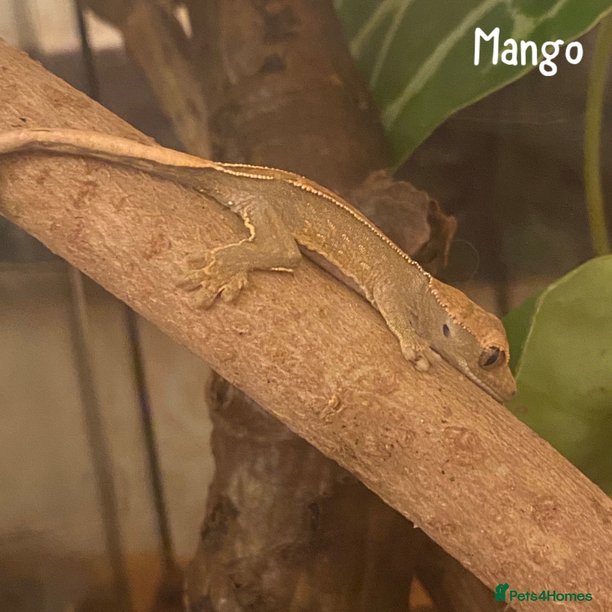 Gecko reptiles 2 Juvenile Crested Geckos+group of mourning geckos - Advert 24