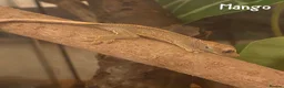 Gecko reptiles for sale: 1x Juvenile Crested Gecko - Advert 2