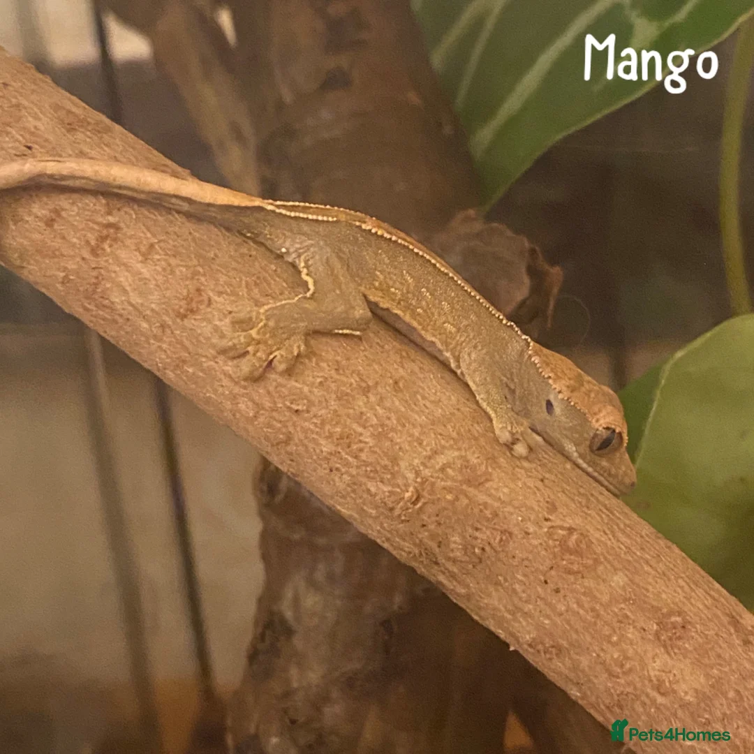 Gecko reptiles for sale: 1x Juvenile Crested Gecko - Advert 2