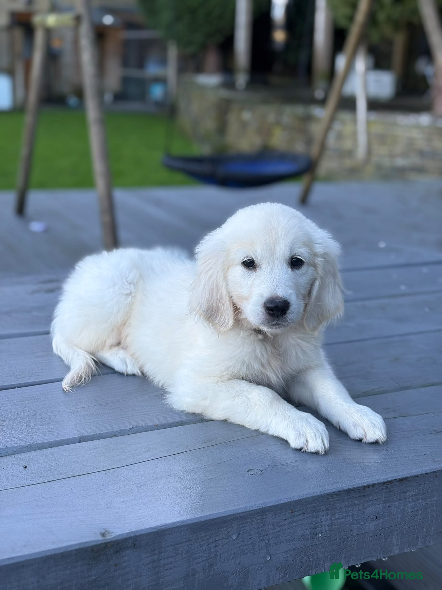 Golden Retriever dogs Behaviourist raised KC Reg Golden Retriever Pups - Advert 2