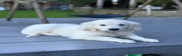Golden Retriever dogs for sale: Behaviourist raised KC Reg Golden Retriever Pups - Advert 2