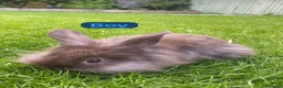 Mini Lion Lop rabbits for sale: Mini lion head lop babies  - Advert 5