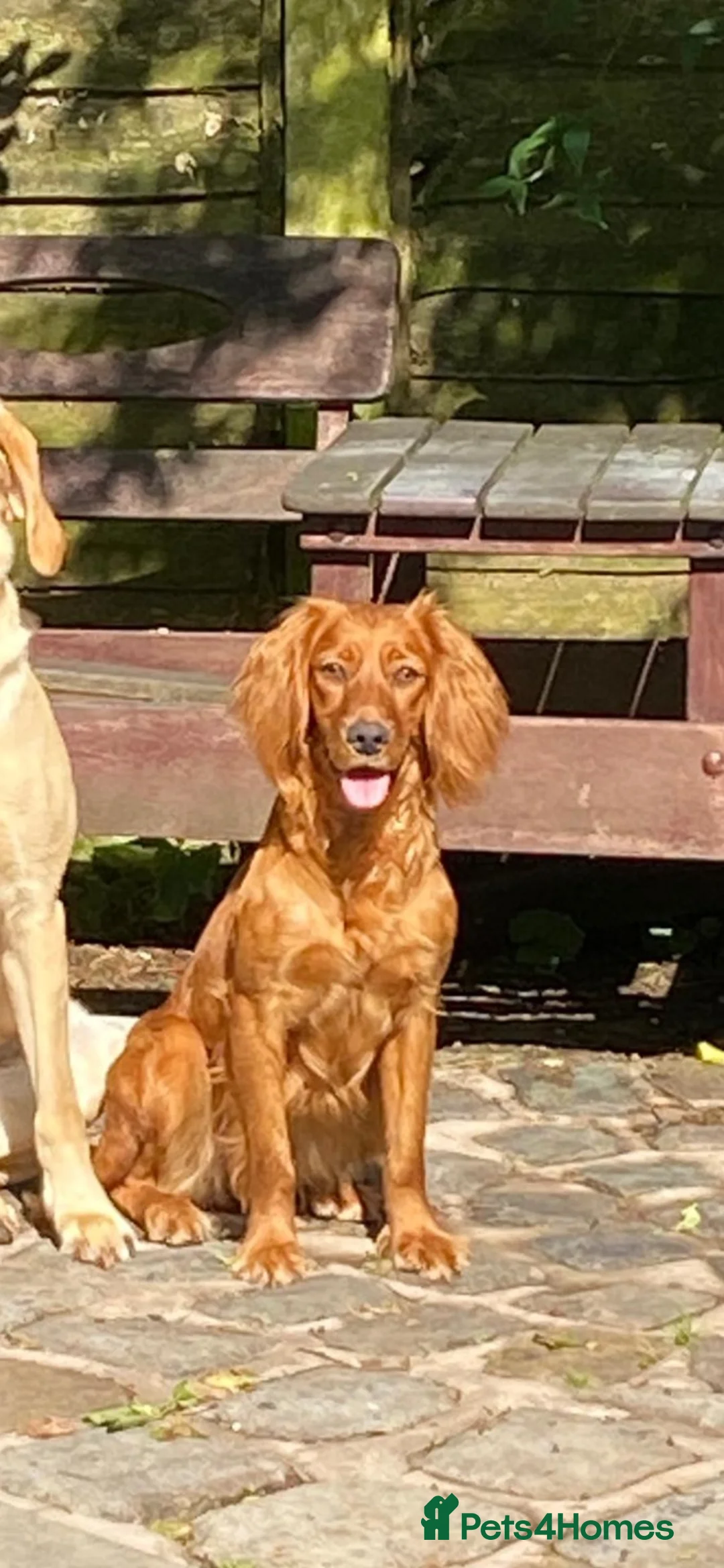Cocker Spaniel dogs for sale: Lovely black working cocker spaniel puppy - Advert 1