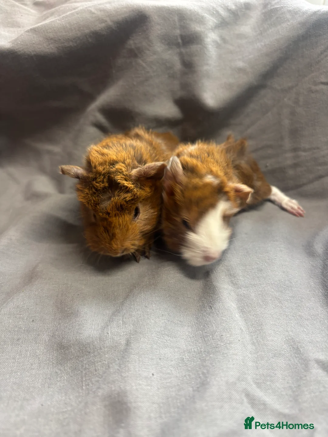Guinea Pig rodents for sale: Girls ready now  - Advert 5