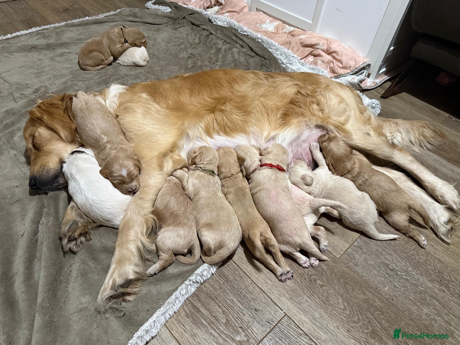 Mixed Breed dogs for sale: Quality Health Tested Goldendoodles - Advert 8